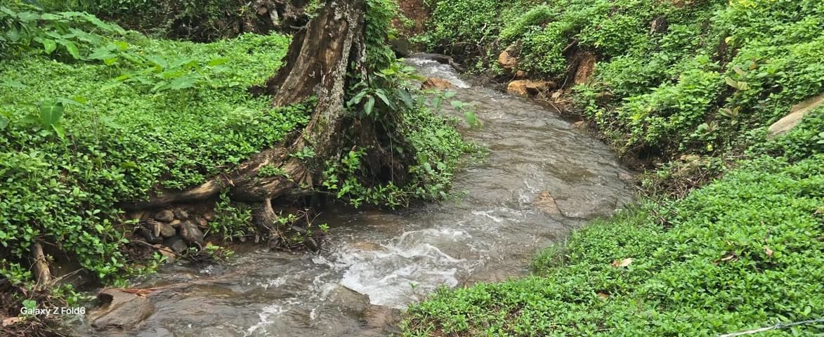 8-acre property with 3.5-acre robusta plantation for sale in Chikmagalur