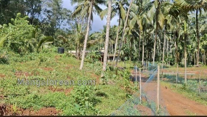 2 Acres Patta Agricultural Land