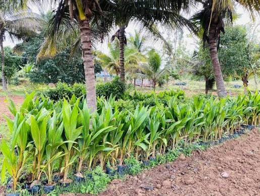 5 Acre Agricultural land for sale – H.D. KOTE, MYSURU