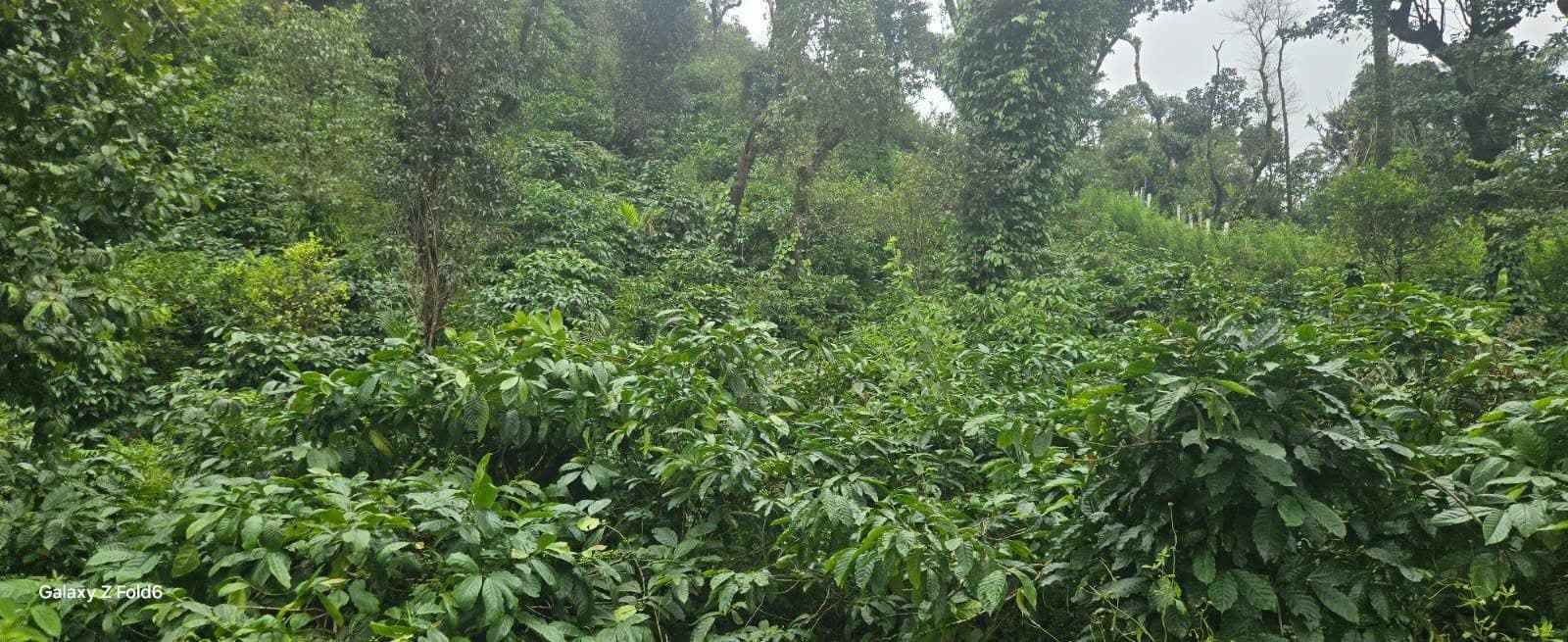 16 Acres Coffee Plantation Property For Sale in Coorg